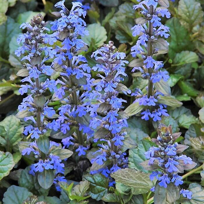 Ajuga Reptans